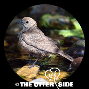 Brown-headed Cowbird