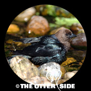 Brown-headed Cowbird