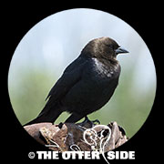 Brown-headed Cowbird