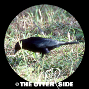 Shiny Cowbird