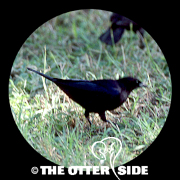 Shiny Cowbird