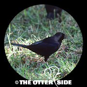 Shiny Cowbird