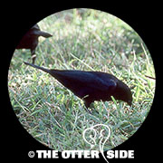 Shiny Cowbird