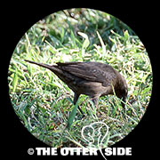Shiny Cowbird