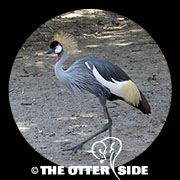 Crowned Crane