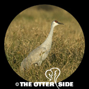 Sandhill Crane