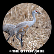 Sandhill Crane