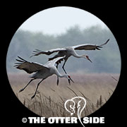 Sandhill Crane