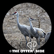 Sandhill Crane