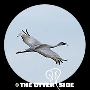 Sandhill Crane