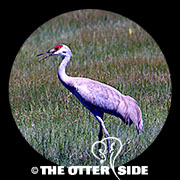 Sandhill Crane