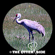 Sandhill Crane