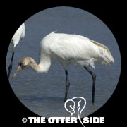 Whooping Crane