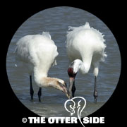 Whooping Crane