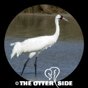Whooping Crane