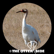 Whooping Crane