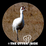 Whooping Crane