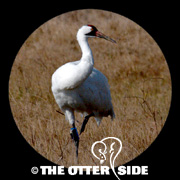 Whooping Crane