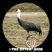 Hooded Crane