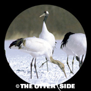 Japanese Crane