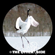 Japanese Crane