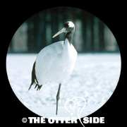 Japanese Crane