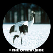 Japanese Crane
