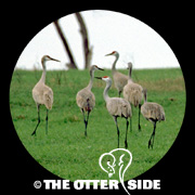 Sandhill Crane