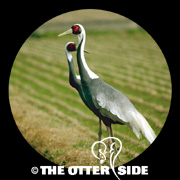 White-naped Crane