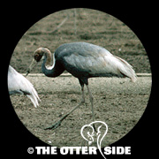 White-naped Crane