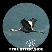 White-naped Crane