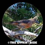 Red Crossbill
