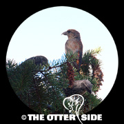 Red Crossbill