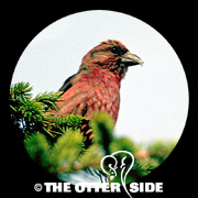Red Crossbill
