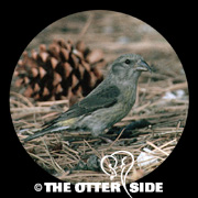 Red Crossbill