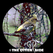 White-winged Crossbill