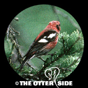 White-winged Crossbill