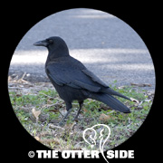 American Crow