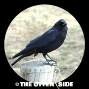 American Crow