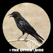 American Crow