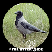 Hooded Crow