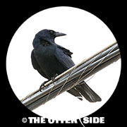 Tamaulipas Crow