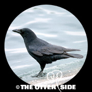 Carrion Crow