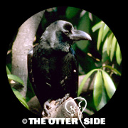 Large-billed Crow
