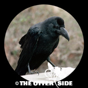 Large-billed Crow