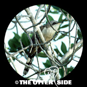 Mangrove Cuckoo