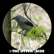 Black-winged Cuckoo-Shrike