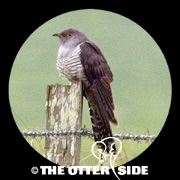 Common Cuckoo
