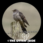 Common Cuckoo