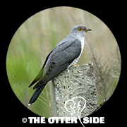Common Cuckoo